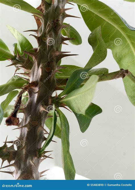 Spike Plant Stock Photo Image Of Spike Spikes Home 55483890