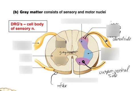 Spinal Cord Grey Matter Diagram Quizlet