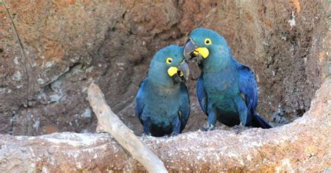 Fauna Brasileira Animais Em Extinçao - Fauna brasileira tem 364 espécies criticamente em perigo de extinção ...
