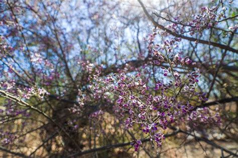 Premium Photo Flowers An Ironwood Tree Olneya Test Flower Purple