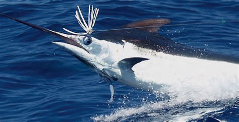 Black Marlin