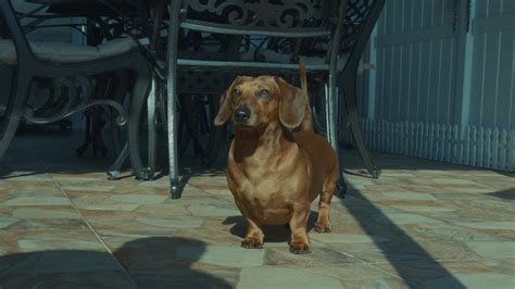 A Dog's Life Part II - YouTube