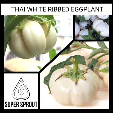 thai white ribbed eggplant   seeds supersprout  app