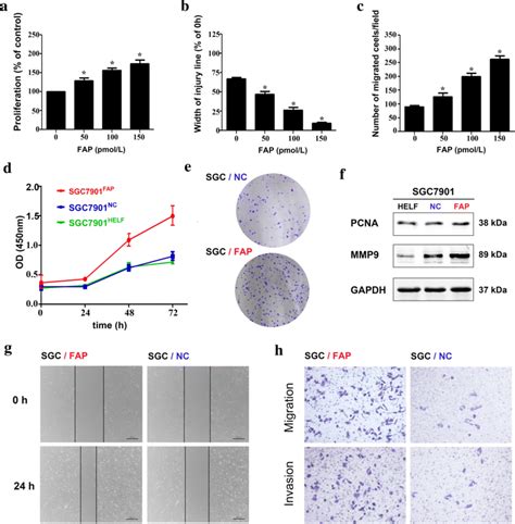 Stromal FAP Promotes The Proliferation Migration And Invasion