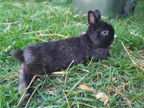 Mr tux absolutely chilling outside after running around. : r/Rabbits