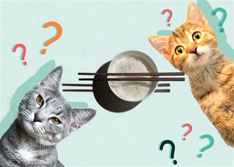 Can Cats Eat Rice? Vet-Approved Facts & FAQ - Catster