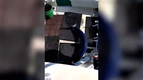 Самая быстрая в мире акула прыгнула на палубу яхты и навела ужас на рыбаков