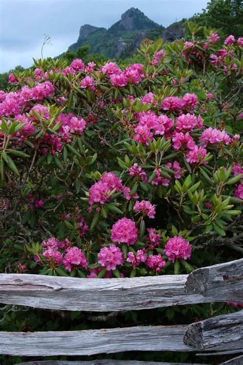 Grandfather Mountain welcomes iconic rhododendron blooms – Mountain Xpress
