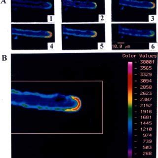 Pseudocolor Coded Confocal Images Of Pollen Tube Showing The