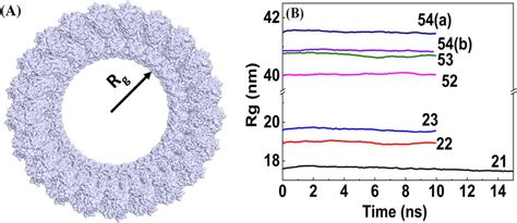 Radius Of Gyration Calculated From The Md Simulations For The Backbone