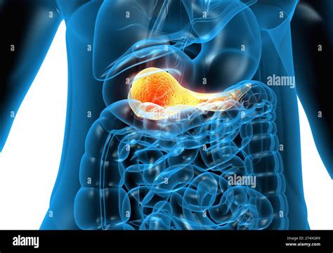 Anatomie du pancréas humain illustration 3d Photo Stock Alamy