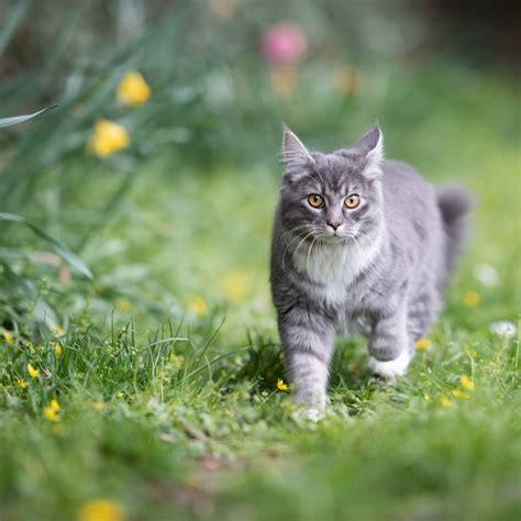 Katten laten wennen: aan elkaar, een nieuw huis & meer - Aveve