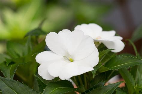 Flor beijinho como cuidar características e muito mais