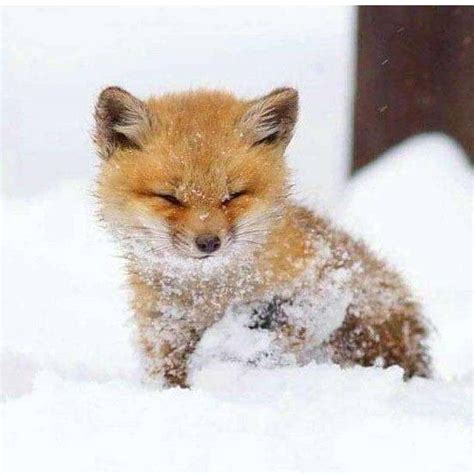 Download A Baby Fox Deep in Thought | Wallpapers.com