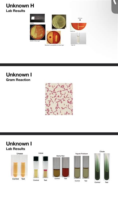 Solved I need help identifying the potential genus and | Chegg.com