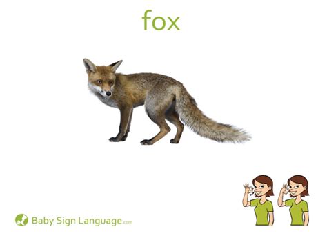fox