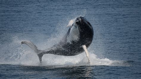 Hey Mom – It’s Dinner Time! New Research Sheds Light on Humpback Whale ...