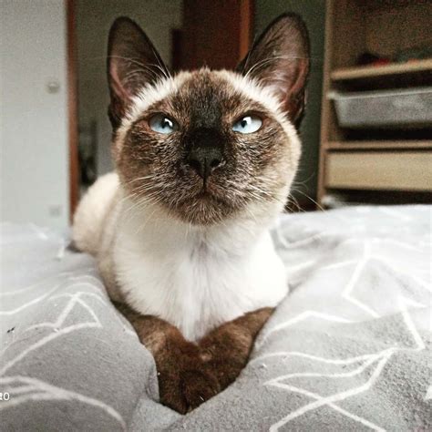 Фото тайской кошки (59 фотографий)
