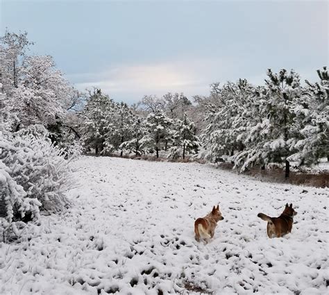 Dogs in the Texas snow : r/pics