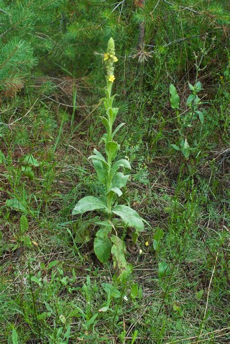 Коровяк обыкновенный (Verbascum thapsus)