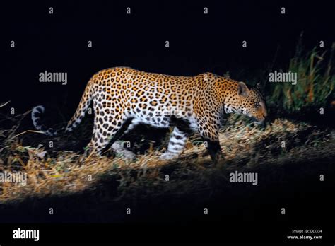 Panther Lion Hybrid