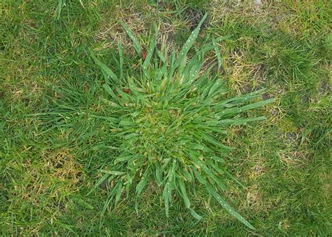 Coarse Grass Weeds in Lawns - Get Rid of Coarse Grass | Kiwicare