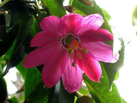 Pink Passion Flower Photograph By Alfred Ng Fine Art America