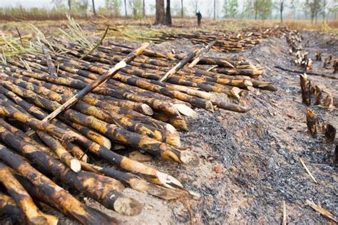 Illegal Logging Stock Photos, Images and Backgrounds for Free Download