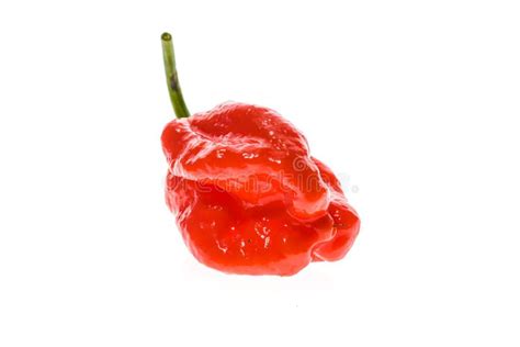 Caribbean Habanero Hot Chili Pepper Isolated Stock Photo Image Of Season Jalapeno