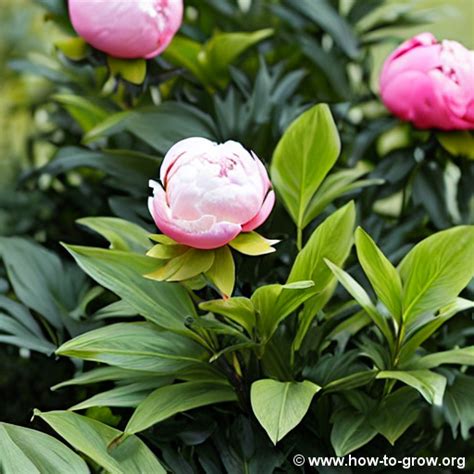 Expert Tips How To Grow Sarah Bernhardt Peonies For A Bountiful Bloom