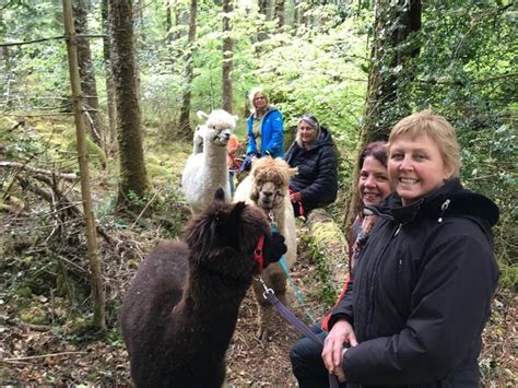 Alpaca Trekking The Naked Sheep Ireland