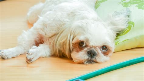 Asian Amateur Scene With Horny Risa Oomomo Javhd