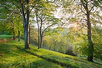 Beech Woodland Peak District Alex Hyde