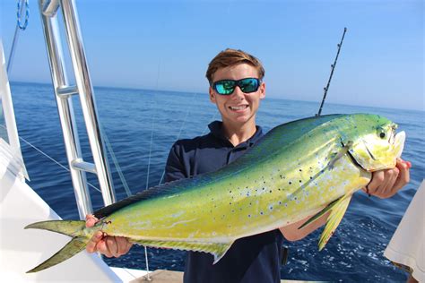 Dolphin Fish