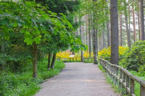 Kuva Rodopuistossa Haagan Alppiruusupuisto Rodopuisto Laajasuon