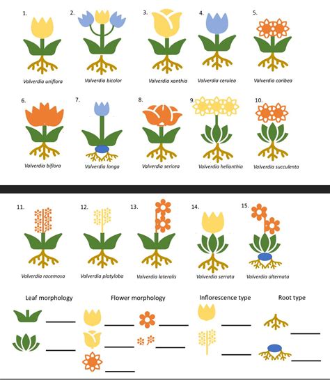 Solved Make A Dichotomous Key For Plants 1 15