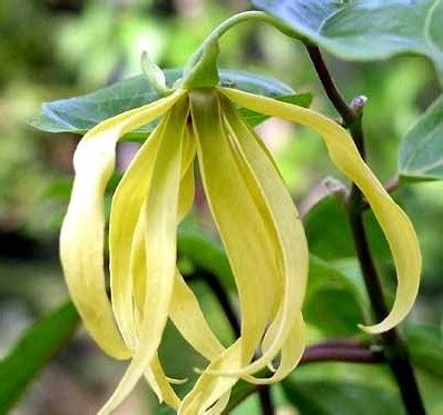 Эфирное масло иланг - иланг - Укрепление здоровья