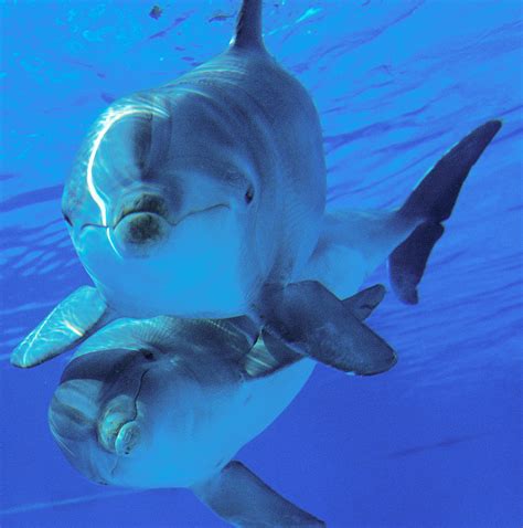 10 Types of Dolphins Found in Florida! (2023) - Bird Watching HQ