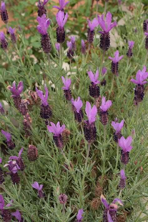 Spanish Lavender Background Free Stock Photo - Public Domain Pictures