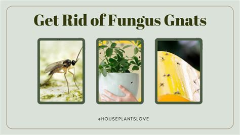 How To Get Rid Of House Plant Flies Fungus Gnats Effectively House