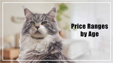 Maine Coon Cat Price by Age, Color, and Category in 2024.
