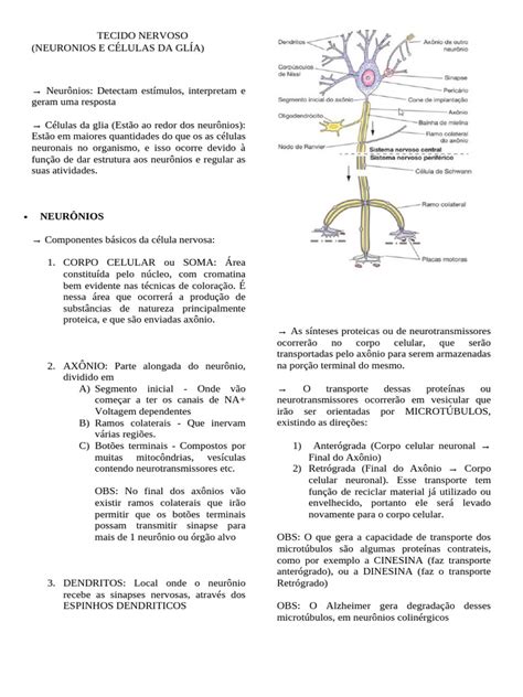 Funcao Do Tecido Nervoso - Estrutura e Função do Tecido Nervoso | PDF | Neurônio | Axônio