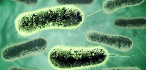 Archaebacteria Examples Pdf