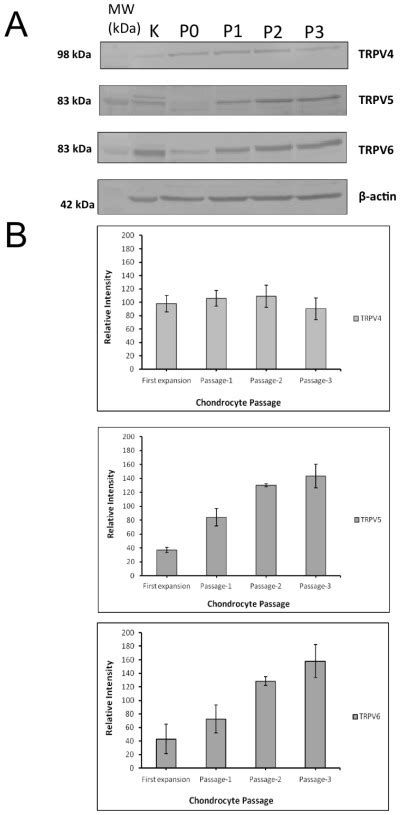 A Western Blot Analysis Of Total Chondrocytes Lysate 25 μglane Download Scientific Diagram