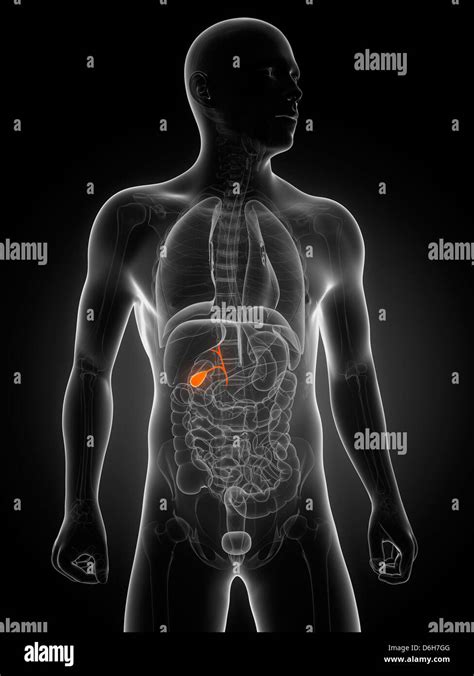 Healthy Gallbladder Artwork Stock Photo Alamy