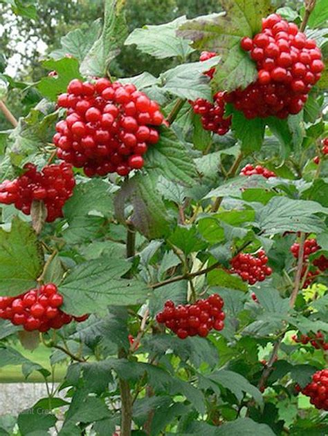 High Bush Cranberry