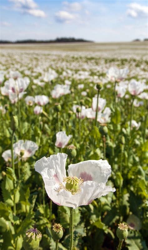 Flowering Opium Poppy Field In Latin Papaver Somniferum Stock Photo