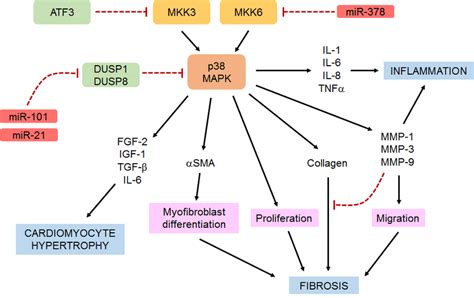 Central Role Of P38 In Regulating Cardiac Fibroblast Function Cardiac