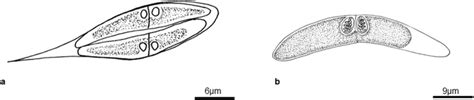 Line Drawing Of Ceratomyxa Gouletti N Sp A Disporic Plasmodium And B