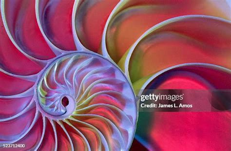 4.777 Nautilus Stock Photos, High-Res Pictures, and Images - Getty Images